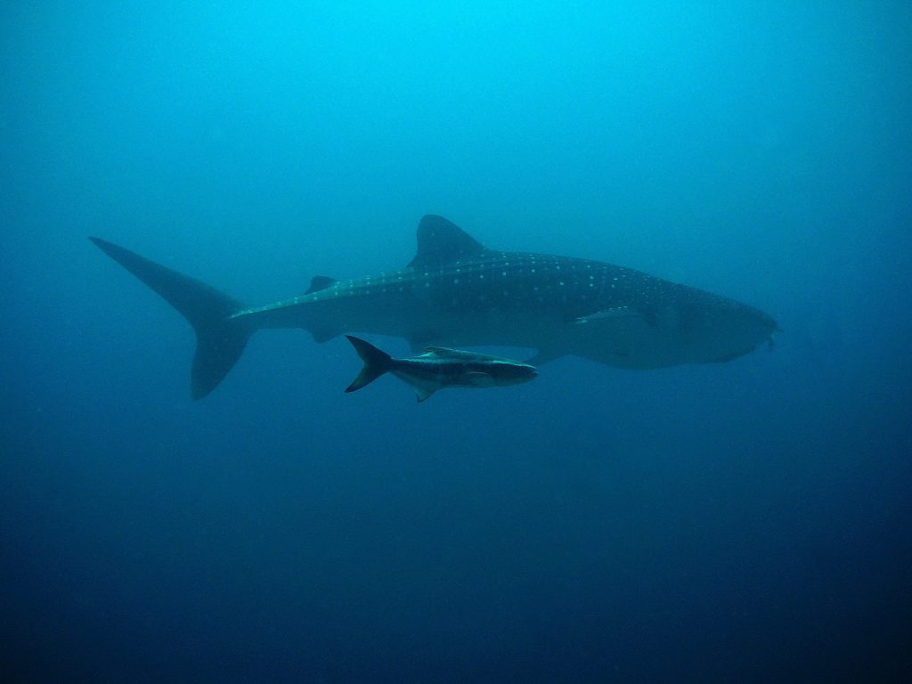 Día internacional de la vaquita marina